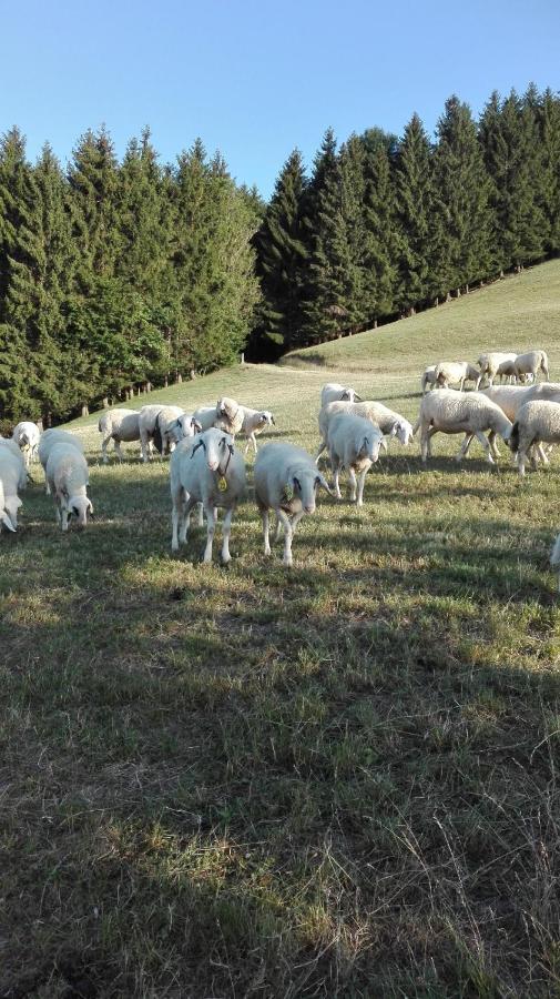 Ferienwohnung Lucy Am Lonitzberg Steinakirchen Am Forst Buitenkant foto